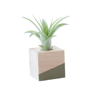 Cube Air Plant Magnet (Assorted Colors)