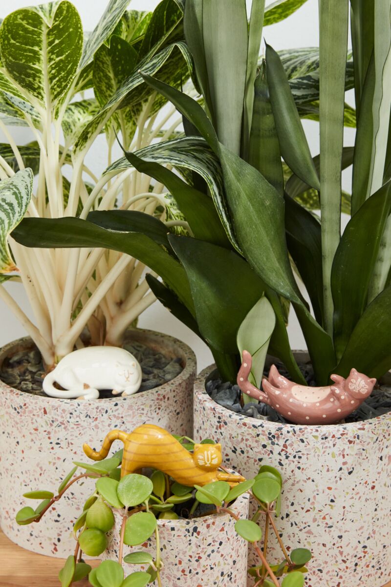 indoor plant stick Curious Cats Plant Sticks – Curiosity