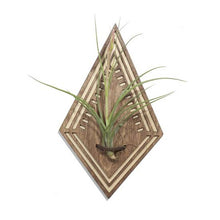 Diamond Air Plant Wall Hanger With Plant