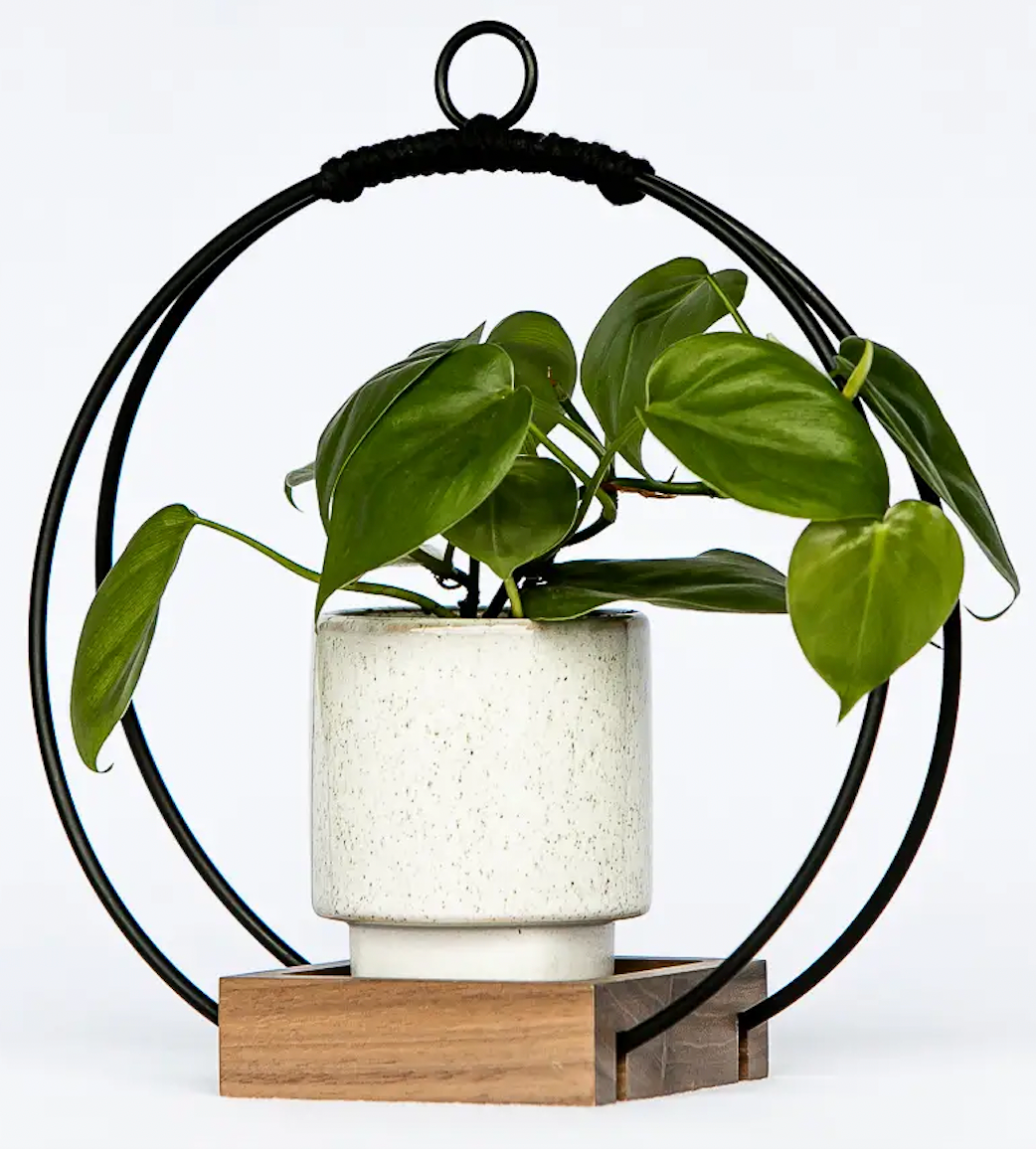 large plant hanger Plant Hanger (Large) – Curiosity