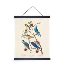 Vintage Warbler & Blue Birds Audubon Print w/ optional frame