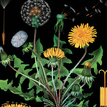 Vintage Botanical Black Dandelion Print
