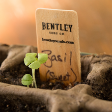 Basil, Genovese Sweet Seed Packets