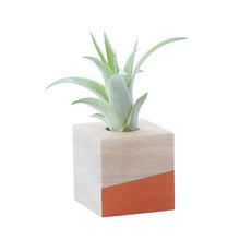 Cube Air Plant Magnet (Assorted Colors)