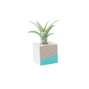 air plant magnet Cube Air Plant Magnet (Assorted Colors) – Curiosity