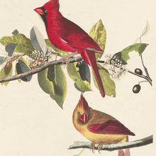 Vintage Audubon Cardinal Bird Print w/ optional frame