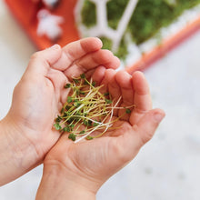 Microgreens Diy Kits