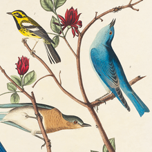 Vintage Warbler & Blue Birds Audubon Print w/ optional frame