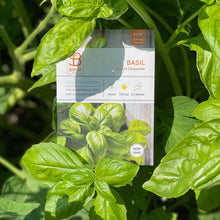 Basil, Genovese Sweet Seed Packets