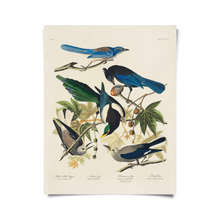 Vintage Magpie and Jay Birds Audubon Print