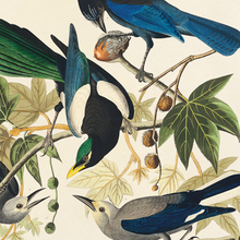 Vintage Magpie and Jay Birds Audubon Print