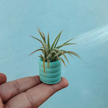 Solid Color Mini Planter (Multiple Colors)