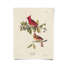 Vintage Audubon Cardinal Bird Print w/ optional frame