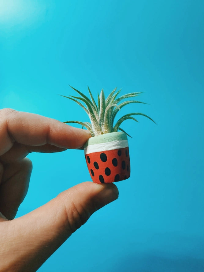 Watermelon Mini Planter