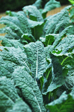 Kale, Lacinato Seed Packets