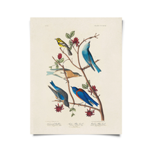 Vintage Warbler & Blue Birds Audubon Print w/ optional frame