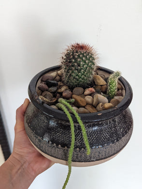 Black/Brown Pottery w/ Cactus/Succulents (Dish Garden)