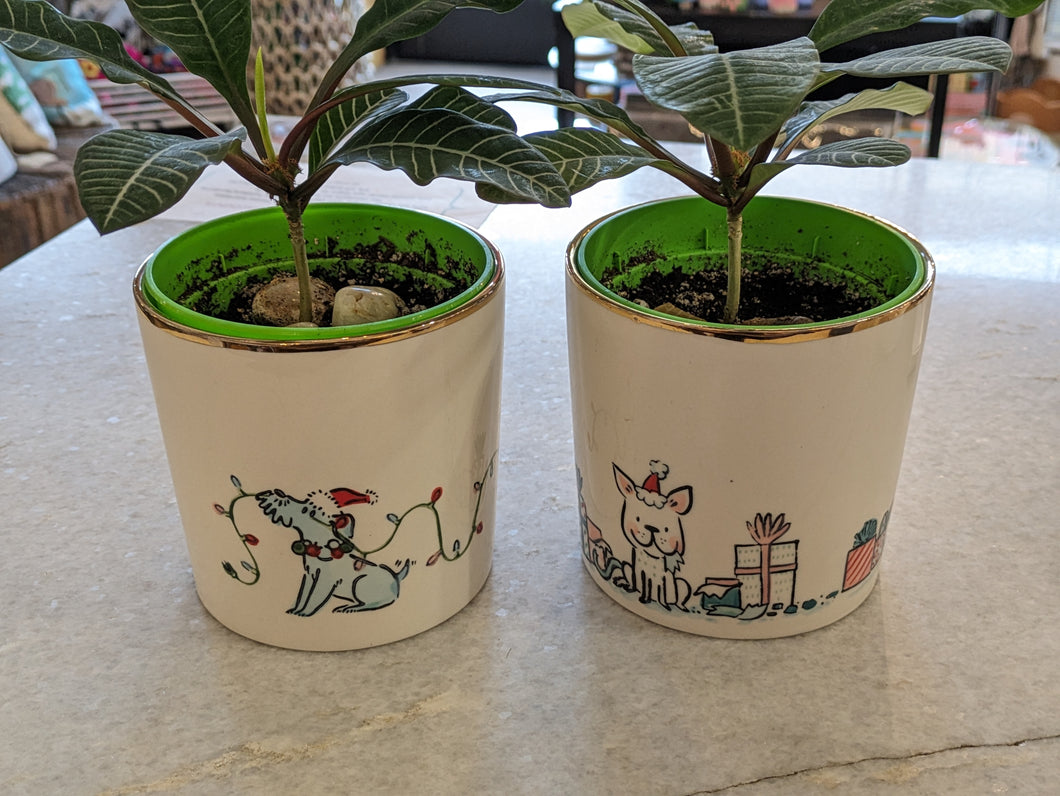 Holiday Dog Pot with Christmas Cactus