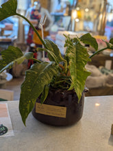 Vintage/Previously Adored West Bend Brown Pot