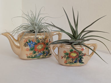 Vintage Tea Pot Or Sugar Pot With Air Plant
