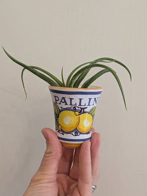 Previously Adored Pallini Pottery Shot Glass From Italy