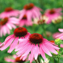 Purple Coneflower (Echinacea) Seed Packets