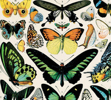 Vintage Millot Butterfly 1 Print