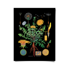 Vintage Botanical Black Dandelion Print