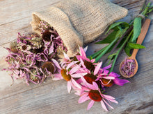 Purple Coneflower (Echinacea) Seed Packets