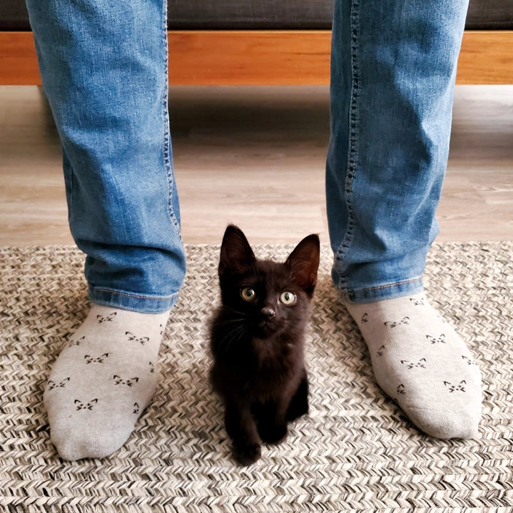 Socks That Save Cats (Gray Cats)