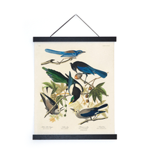 Vintage Magpie and Jay Birds Audubon Print