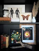 Vintage Botanical Black Dandelion Print