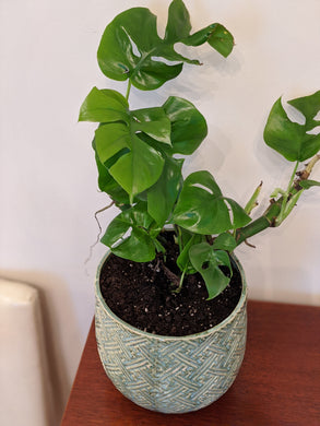 Seafoam Pottery with Monstera Plant