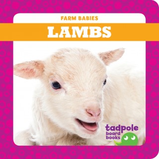 Lambs (Board Book)