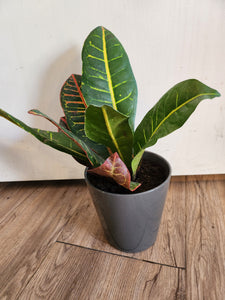 Smooth Gray Pot w/ Croton Plant