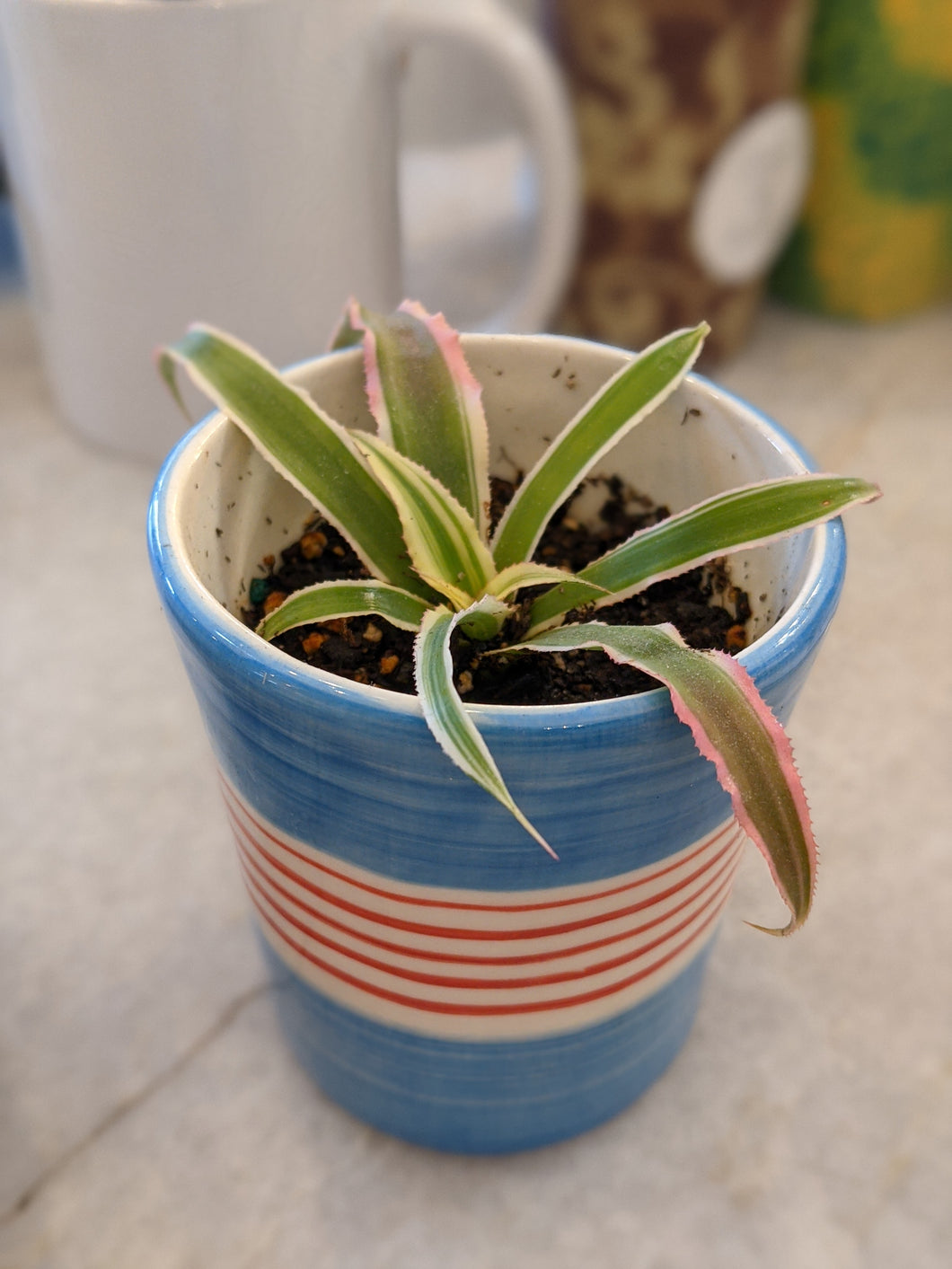 Blue, White & Red Stoneware Pot with plant