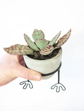 Cement Pot With Metal Feet/Base & Succulent